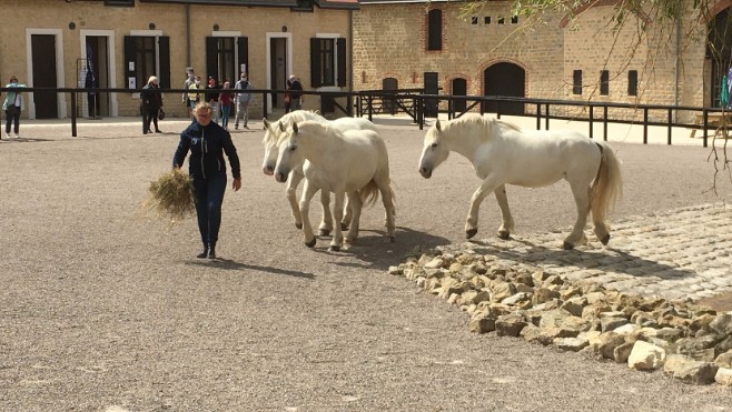 La maison du cheval boulonnais : gratuit tous les mardis et jeudis après-midi !