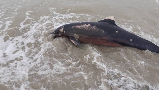 Un dauphin mort découvert sur la plage de Cayeux 