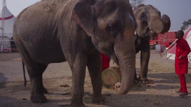 On ne pourra bientôt plus voir de lions ni d’éléphants dans les cirques français