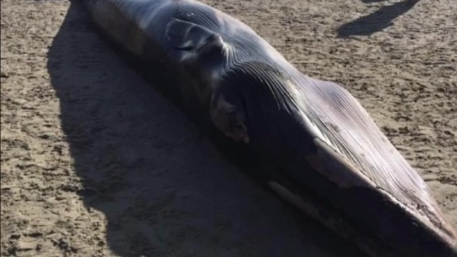 Un rorqual échoué sur une plage de la Baie de Somme