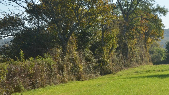 Le bois des haies sera valorisé par les agriculteurs du Parc naturel !