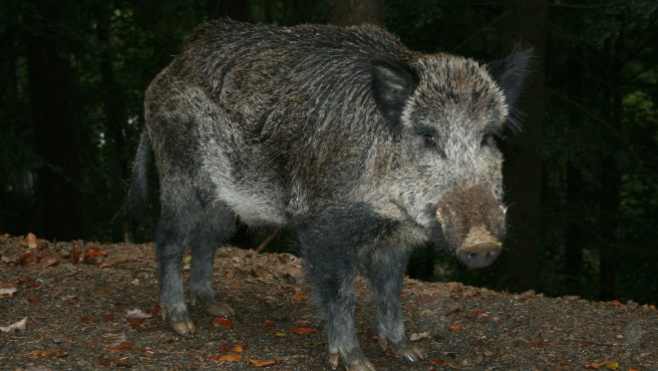 Pas-de-Calais: la chasse de certaines espèces autorisée pendant le confinement