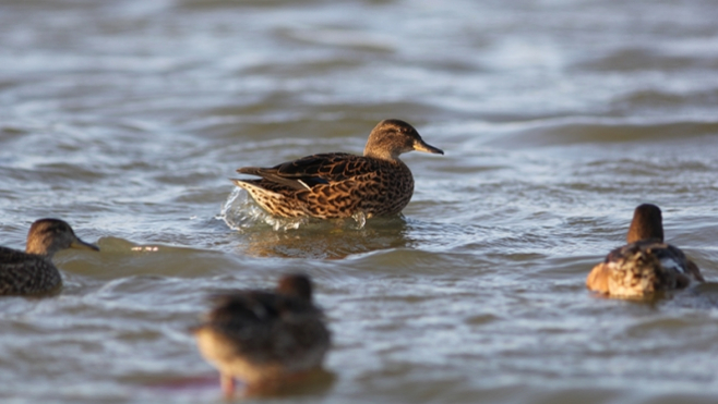 Grippe aviaire : le Nord, le Pas-de-Calais et la Somme placés en