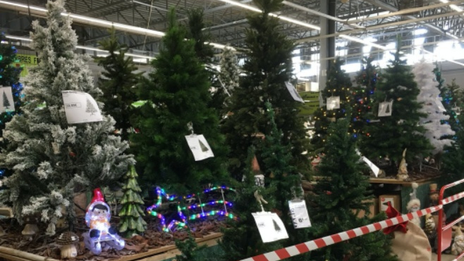 Pour Noël, ils se faisaient de l'argent sur des sapins volés !