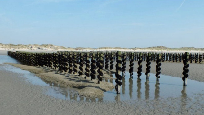 Des huitres élevées à Oye-Plage d'ici 1 ou 2 ans !