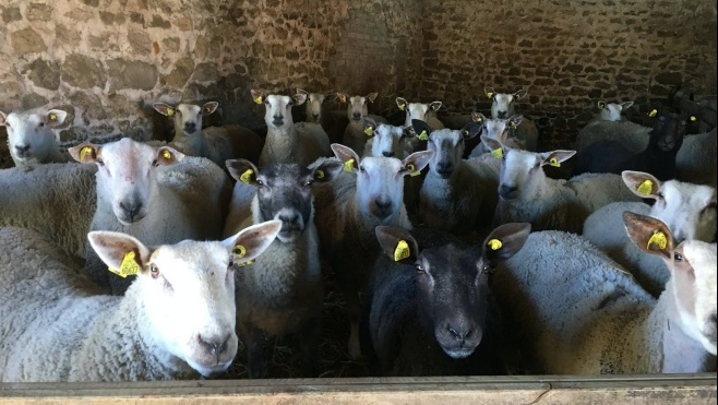 La Région des Hauts de France fait son propre salon de l'agriculture virtuel !