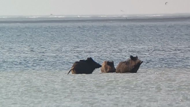 Des sangliers prennent un bain en Baie de Somme