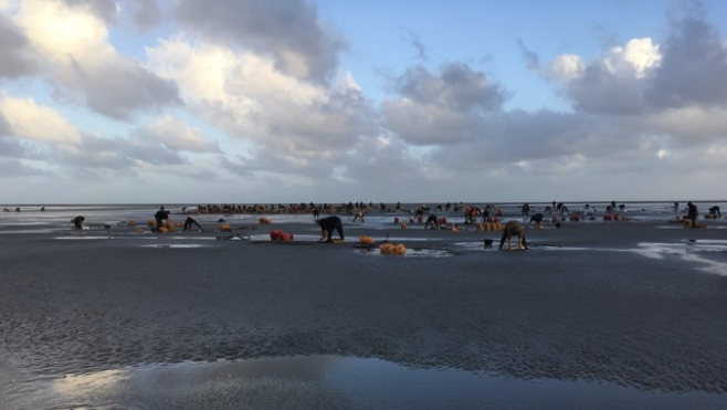 La saison des coques a été excellente en Baie de Somme