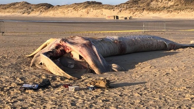 Merlimont : un rorqual s'est échoué sur la plage.