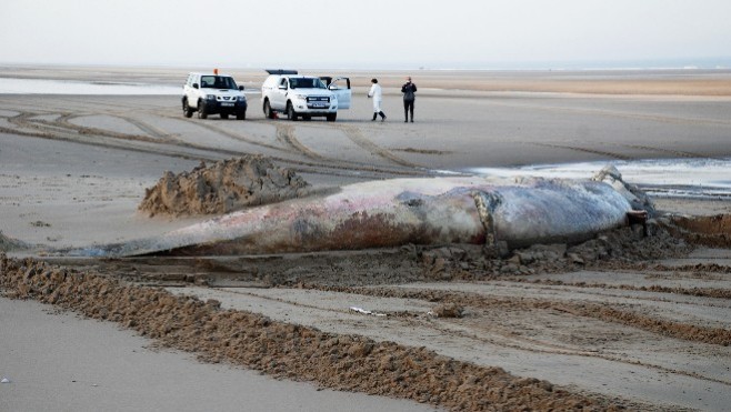 Le Touquet-Stella: l'évacuation du rorqual a pris près de trois heures