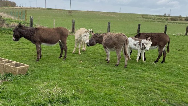Abbeville: deux ânes sont arrivés en éco-pâturage au parc de la Bouvaque