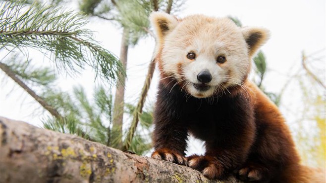 Fort-Mardyck: la belle Yuan, le panda roux du zoo aura bientôt un compagnon