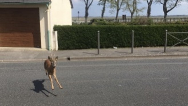 St Valery: le fleuriste