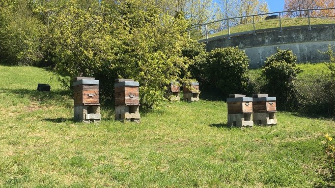 On prend soin aussi des abeilles à l'hôpital Duchenne !