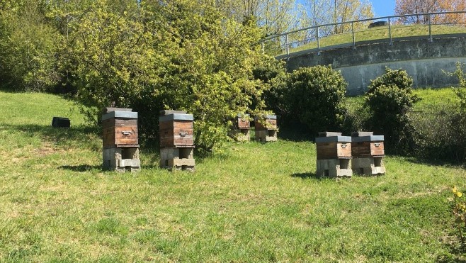 On prend soin aussi des abeilles à l'hôpital Duchenne !