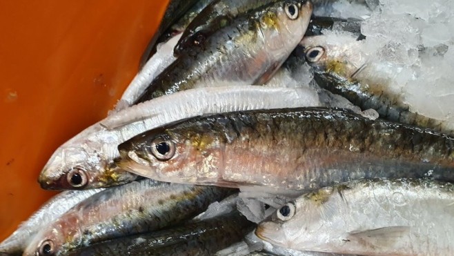 C'est la saison de la sardine boulonnaise !