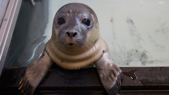 Un bébé phoque retrouvé seul en Baie de Somme, accueilli à la LPA de Calais