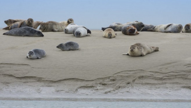 GPS des vacances : direction la pointe du Hourdel pour observer les phoques