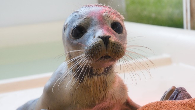 Appel au parrainage d'un bébé phoque échoué sur la plage du Touquet