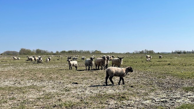 C'est la Fête de l'Agneau des Près Salés ce samedi en Baie de Somme