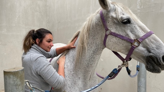 Somme: Opaline Lautrou bichonne les muscles des chevaux et des chiens