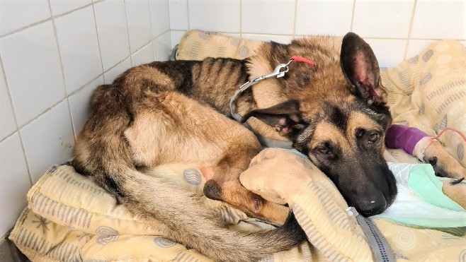 Abbeville: un berger allemand sauvé d'un véritable calvaire
