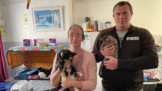 Etaples: une campagne de stérilisation de chats errants va avoir lieu dans les prochains jours 