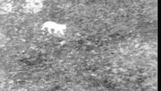 Une pétition en ligne pour ne pas tuer le félin d’Auxi-le-Château