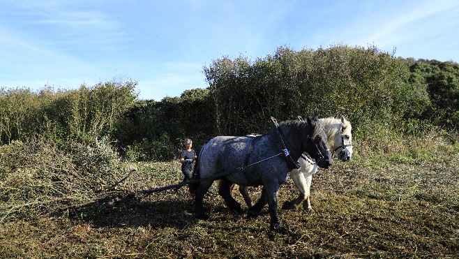 Baie de Canche: les « pannes dunaires » de la Réserve Naturelle ont été restaurées