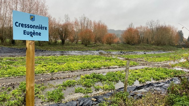 Enquin-sur-Baillon: c'est l'heure de la première récolte sur la cressonnière reprise au printemps dernier