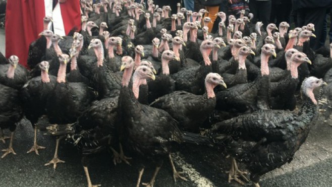 Annulation de la fête de la dinde à Licques