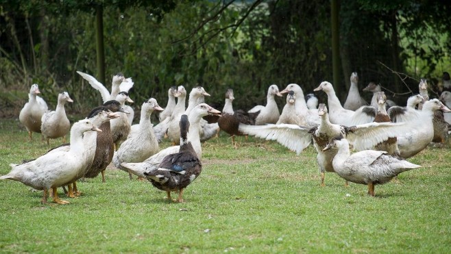 Un nouveau foyer d'influenza aviaire détecté dans le Nord