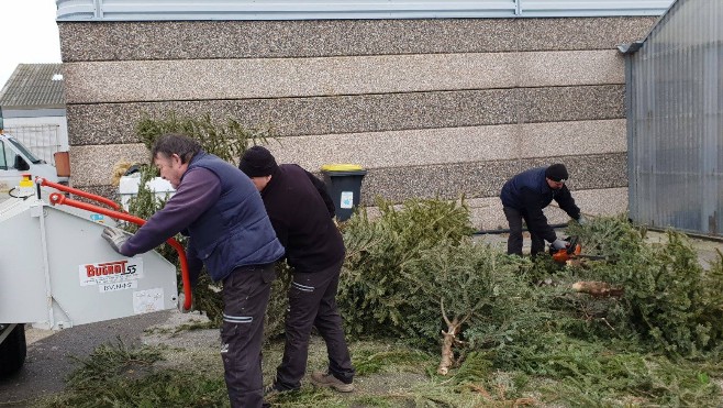 A Sangatte, les sapins de Noël sont broyés pour une gestion plus écologique des massifs