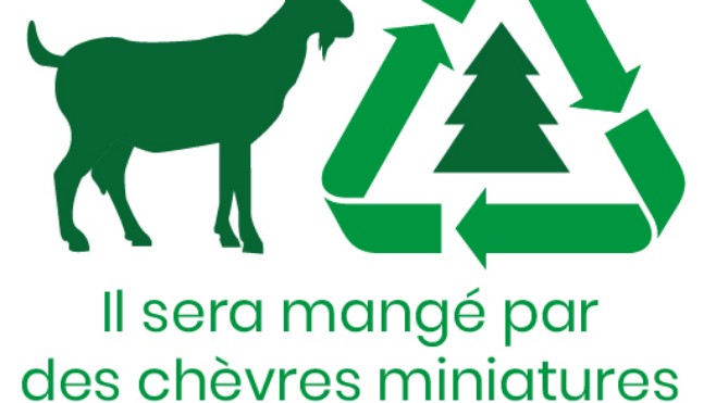 A Abbeville, vos sapins sont collectés pour nourrir les chèvres