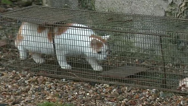 Abbeville: la campagne de stérilisation des chats errants reconduite pour la 5ème année consécutive