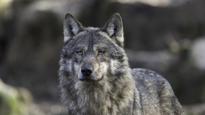 C’est bien un loup qui a attaqué plusieurs brebis dans la Somme dans la nuit du 20 au 21 janvier