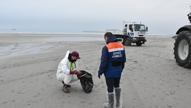 Pollution : après le Portel et Equihen du mazout retrouvé sur la plage de Boulogne