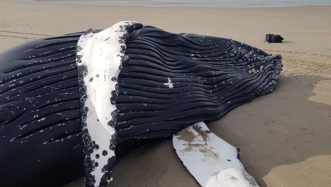 Une baleine à bosse s'est échouée sur la plage des Hemmes de Marck