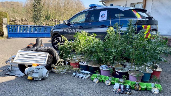 Somme: 57 plants de cannabis découverts au domicile d'un conducteur contrôlé positif aux stupéfiants