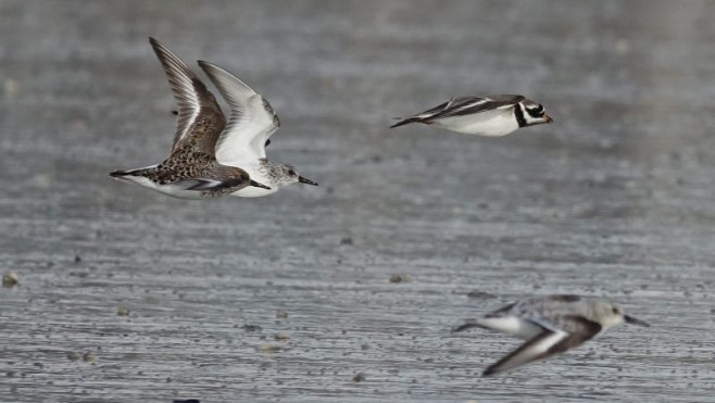 Le festival de l'Oiseau et de la Nature débute ce samedi en Baie de Somme