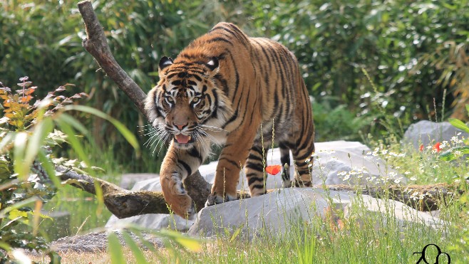 Amiens: Tilak, le tigre de Sumatra du zoo transféré en Allemagne