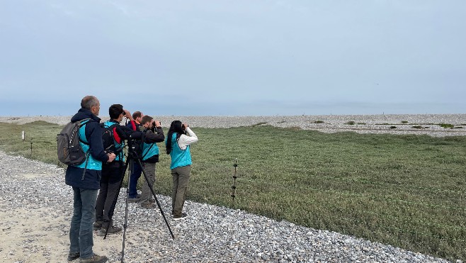 De Cayeux à Ambleteuse, des zones de protections mises en place pour les gravelots