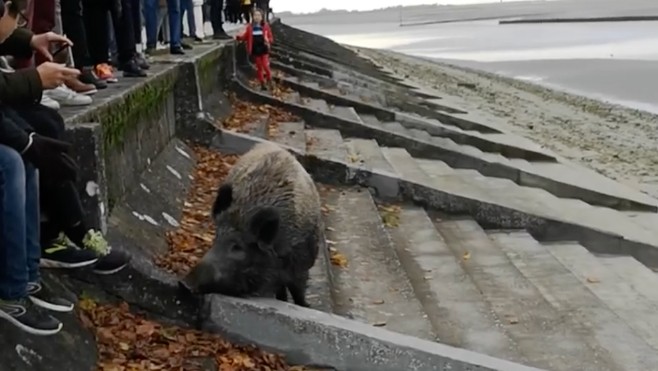 Le sanglier de Saint-Valery va être transféré dans un parc animalier