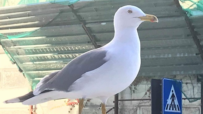 La grippe aviaire détectée dans la Somme et, peut-être, dans le Boulonnais 