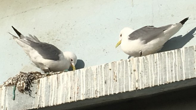 Grippe aviaire : zones de contôle dans le Pas-de-Calais et la Somme