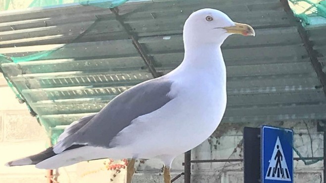 Grippe aviaire. La zone de contrôle temporaire étendue à 11 nouvelles communes du Pas-de-Calais