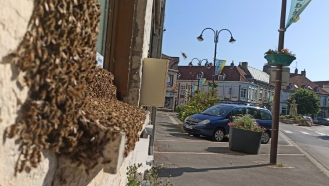 Bourbourg : un essaim de milliers d'abeilles se forme sur la façade d'une maison