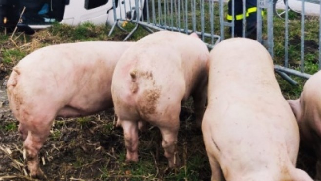 PETA demande un mémorial pour les cochons morts dans un accident à Houtkerque