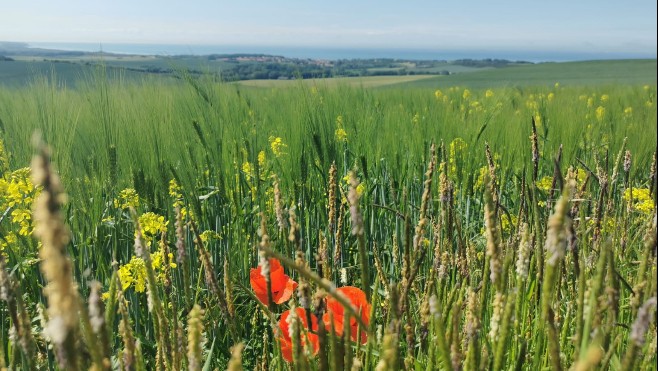 Les Escapades : randonnez sur le sentier de la Hocque au départ d'Audembert