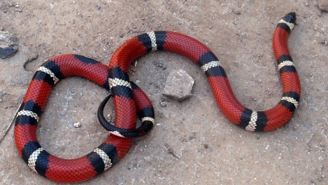 Ruminghem: un serpent retrouvé dans un jardin ce samedi